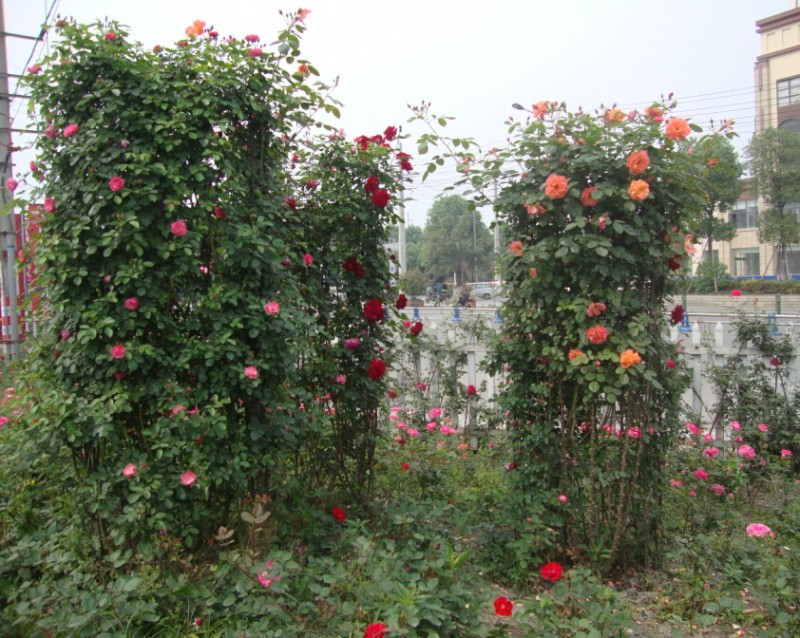 基地直供各种规格造型月季，藤本月季，花瓶月季