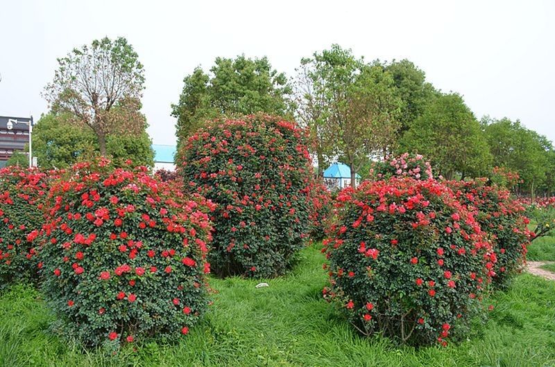 基地直供各种规格造型月季，藤本月季，花瓶月季