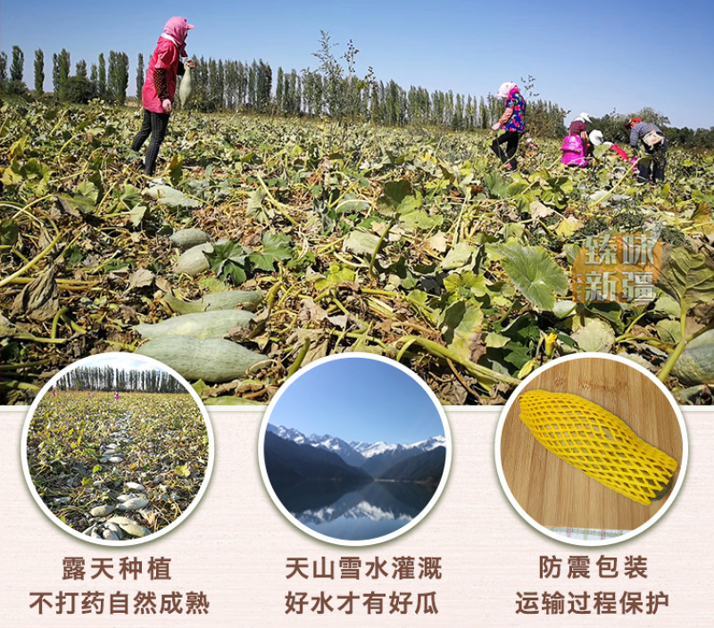 贵族南瓜软糯栗香甜南瓜宝宝辅食超5斤装新鲜蔬菜新疆直