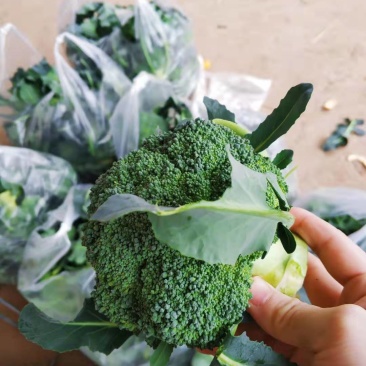 湖北西兰花大量供应。货源充足，欢迎洽谈