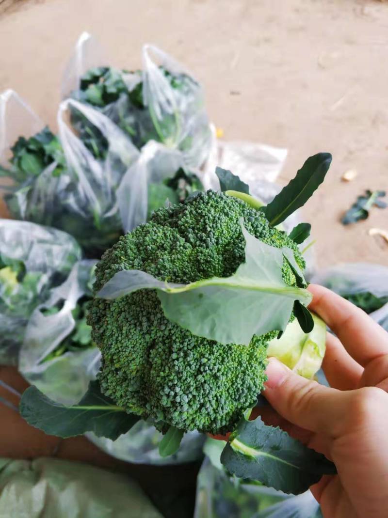 湖北西兰花大量供应。货源充足，欢迎洽谈