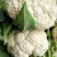 现货宜昌松花菜湖北当阳菜花散花菜2-3斤