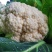 现货宜昌松花菜湖北当阳菜花散花菜2-3斤