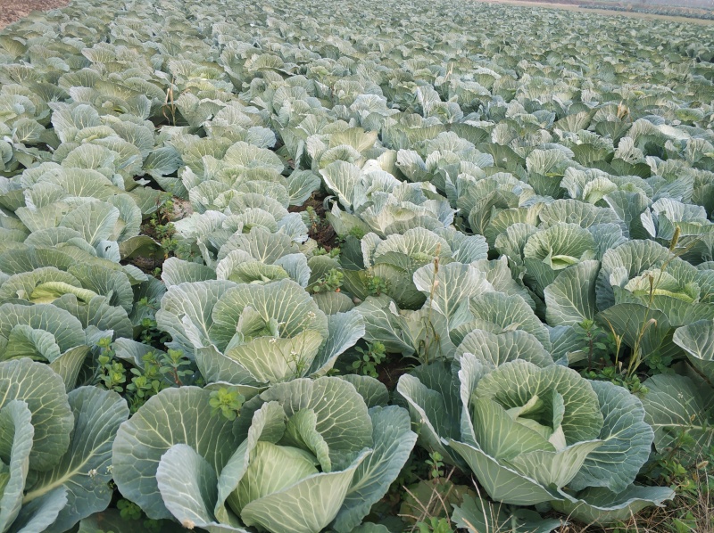 湖北当阳平包菜京丰包菜奥奇娜铁包基地直供