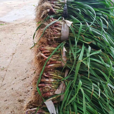 湖北当阳红皮大蒜新上蒜苗产地直供货源充足