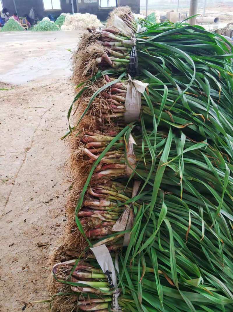 湖北当阳红皮大蒜新上蒜苗产地直供货源充足