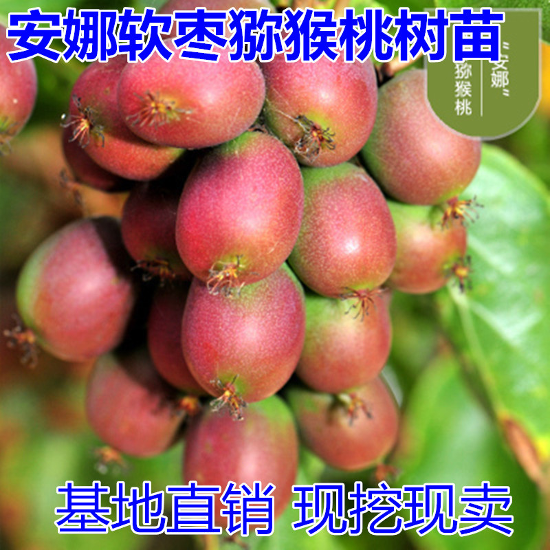软枣猕猴桃苗包成活现挖现卖当年结果南北方种植死苗免费补