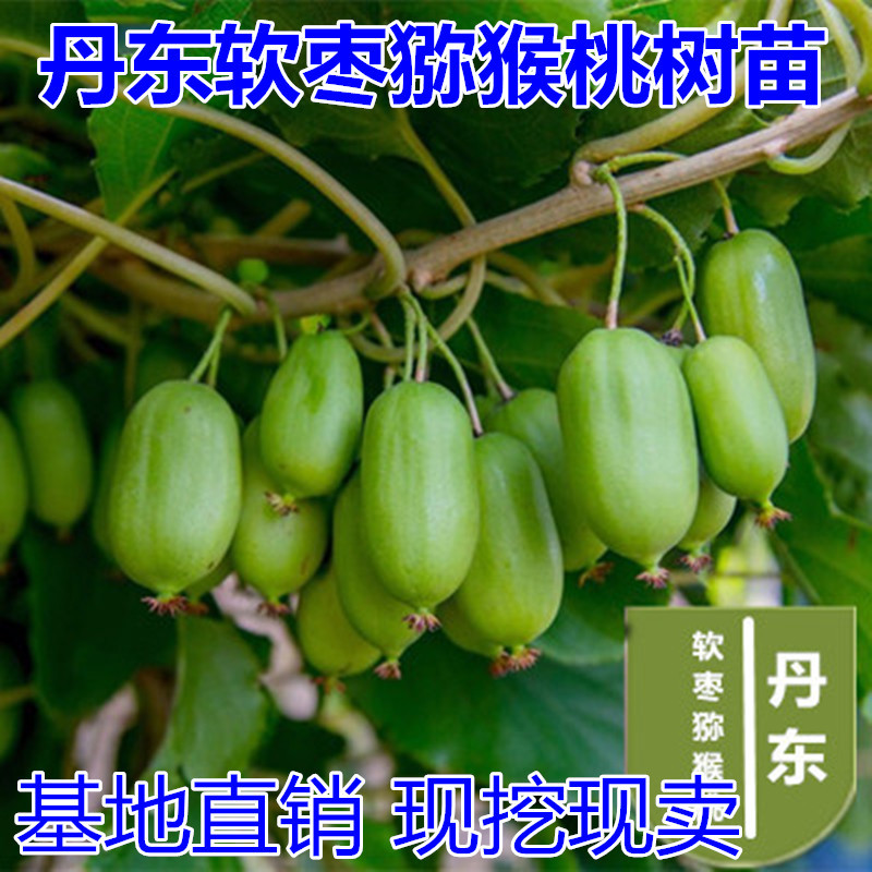 软枣猕猴桃苗包成活现挖现卖当年结果南北方种植死苗免费补