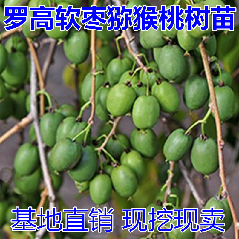 软枣猕猴桃苗包成活现挖现卖当年结果南北方种植死苗免费补