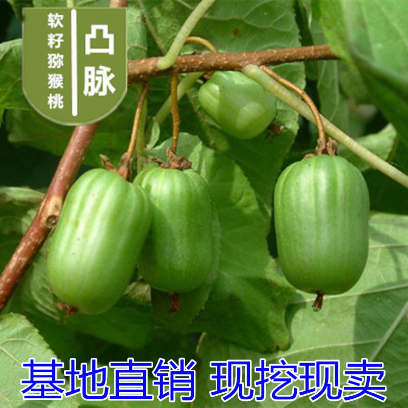 软枣猕猴桃苗包成活现挖现卖当年结果南北方种植死苗免费补