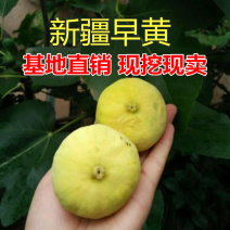 新疆早黄无花果树苗包成活当年结果南北方种植