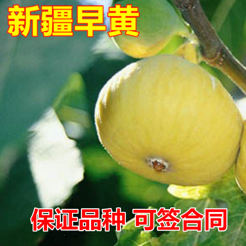 新疆早黄无花果树苗包成活当年结果南北方种植