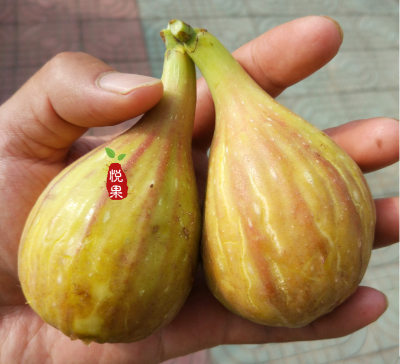 芭劳奈无花果树苗南北方种植死苗免费补发