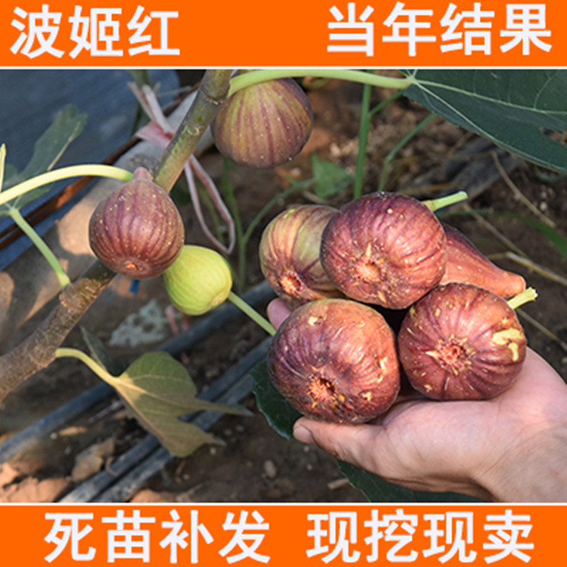 波姬红无花果苗包成活现挖现卖当年结果南北方种植