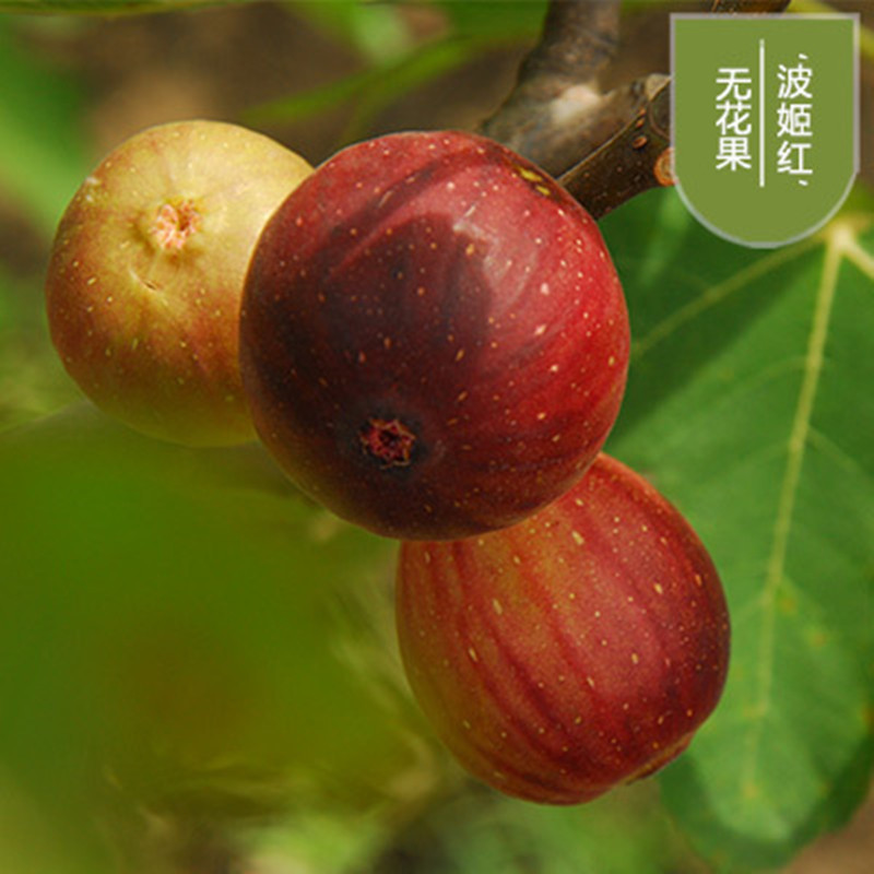 波姬红无花果苗包成活现挖现卖当年结果南北方种植
