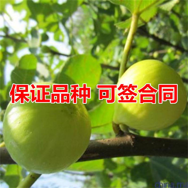 布兰瑞克无花果树苗包成活现挖现卖当年结果南北方种植