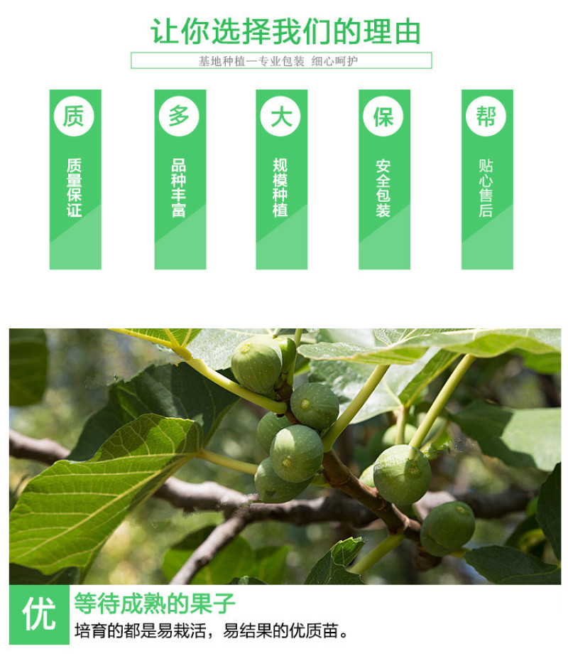 布兰瑞克无花果树苗包成活现挖现卖当年结果南北方种植