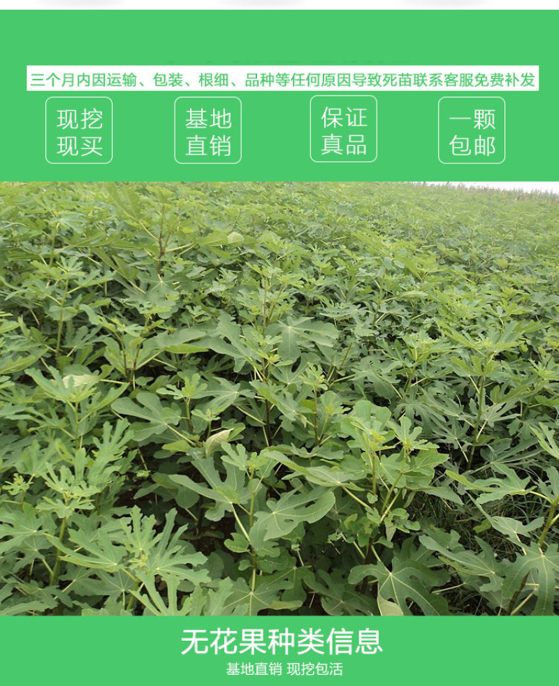 布兰瑞克无花果树苗包成活现挖现卖当年结果南北方种植
