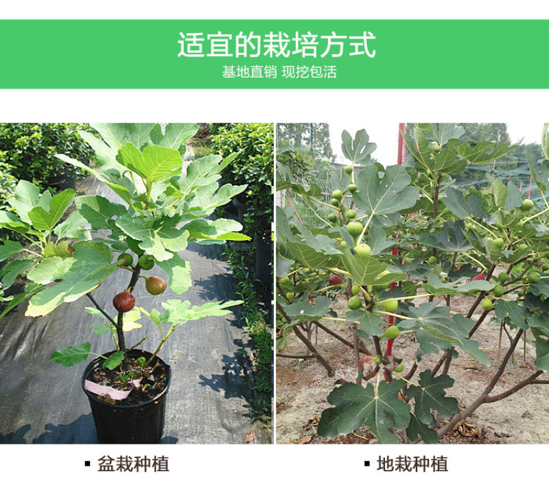 布兰瑞克无花果树苗包成活现挖现卖当年结果南北方种植