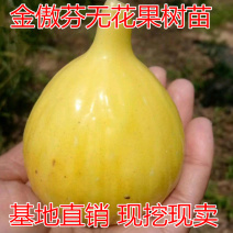 金傲芬无花果树苗包成活现挖现卖当年结果南北方种植
