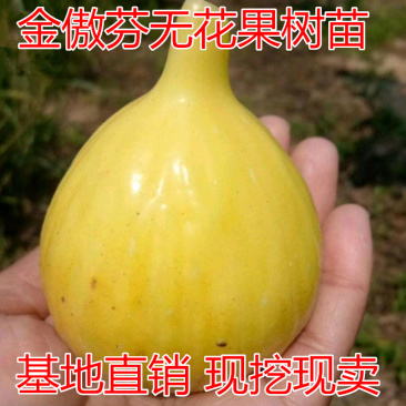 金傲芬无花果树苗包成活现挖现卖当年结果南北方种植