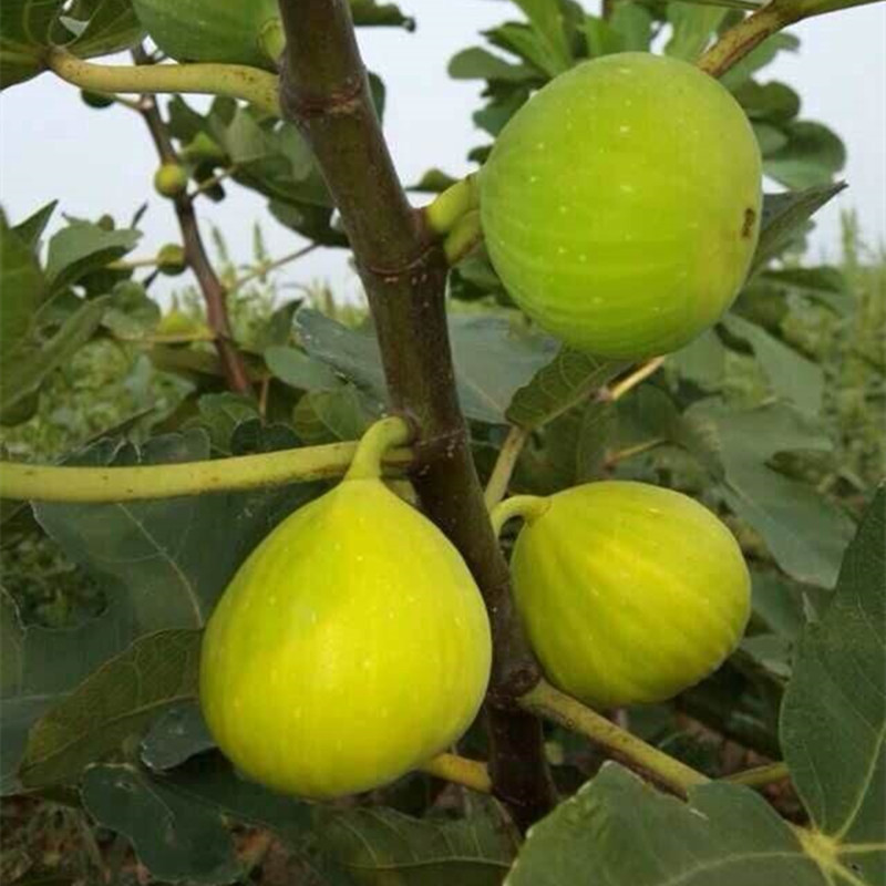金傲芬无花果树苗包成活现挖现卖当年结果南北方种植