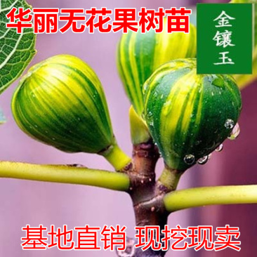 金镶玉无花果苗包成活现挖现卖当年结果南北方种植