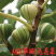 金镶玉无花果苗包成活现挖现卖当年结果南北方种植