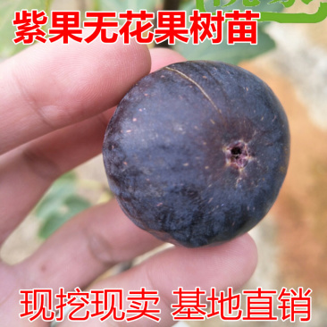 日本紫果无花果苗包成活现挖现卖当年结果南北方种植