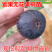 日本紫果无花果苗包成活现挖现卖当年结果南北方种植