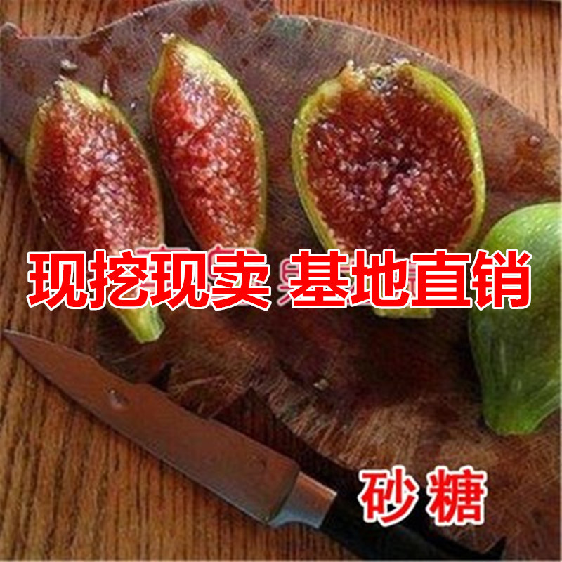 砂糖无花果苗包成活现挖现卖当年结果南北方种植
