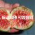 砂糖无花果苗包成活现挖现卖当年结果南北方种植