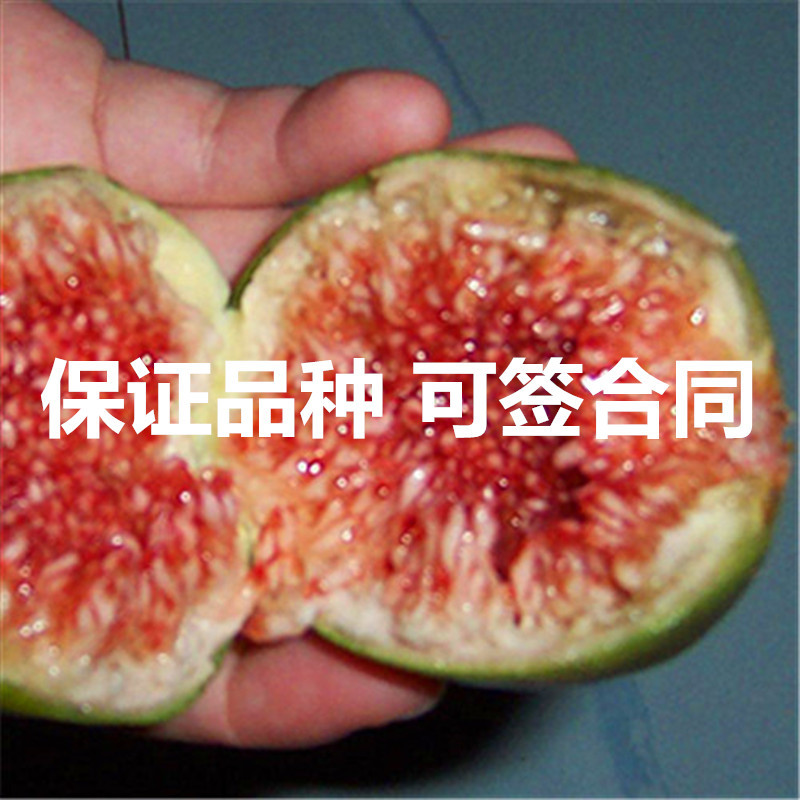 砂糖无花果苗包成活现挖现卖当年结果南北方种植