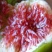 砂糖无花果苗包成活现挖现卖当年结果南北方种植