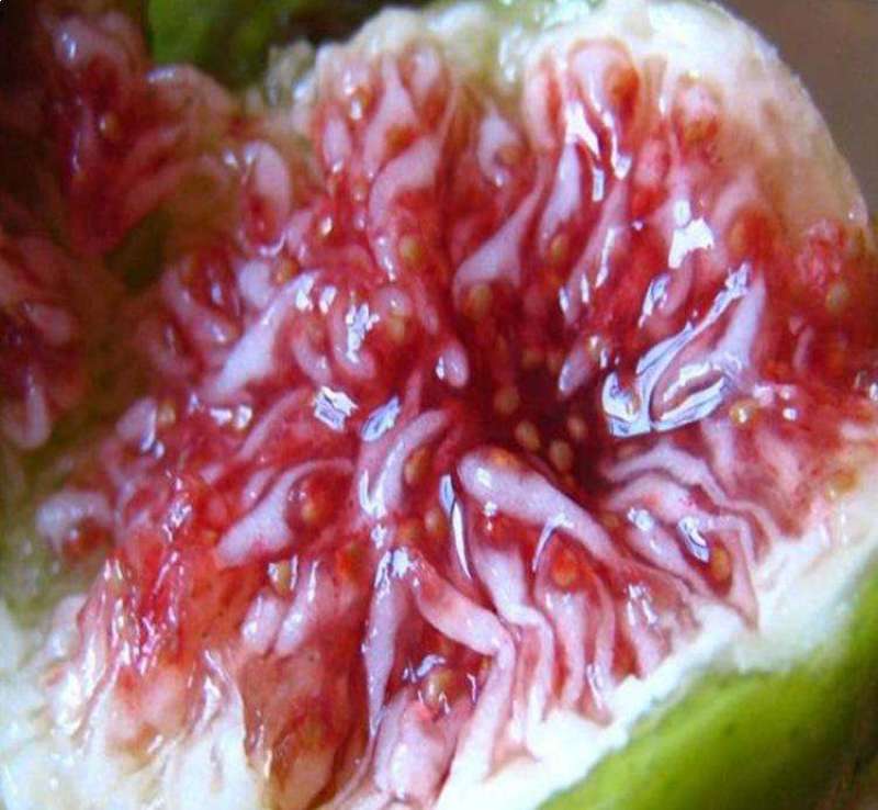砂糖无花果苗包成活现挖现卖当年结果南北方种植