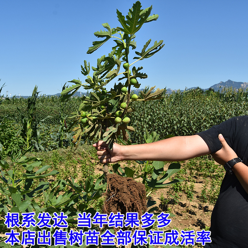 砂糖无花果苗包成活现挖现卖当年结果南北方种植