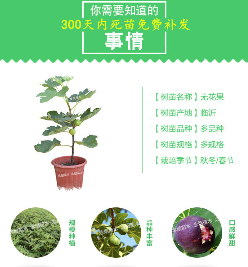 砂糖无花果苗包成活现挖现卖当年结果南北方种植