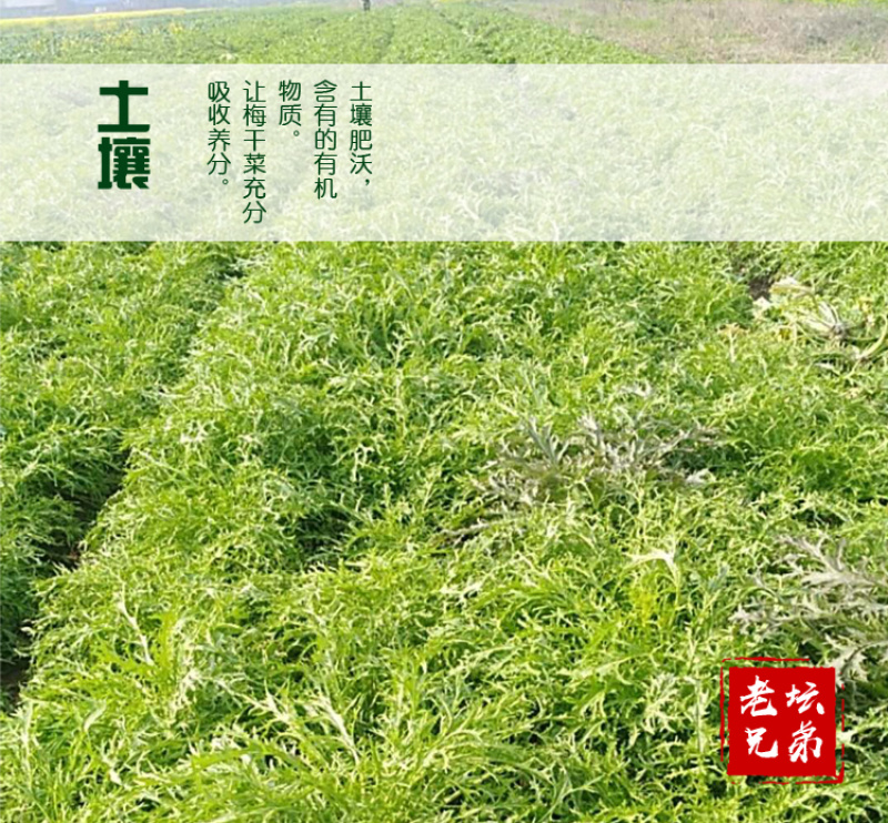 黑梅干菜梅菜干湖南华容特产湘菜酒店食材