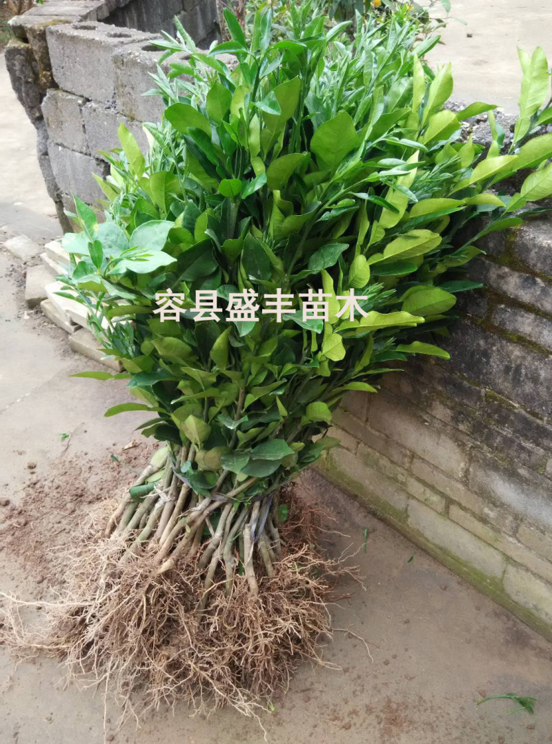 广西容县沙田柚树苗嫁接苗真真正正广西容县产地发货