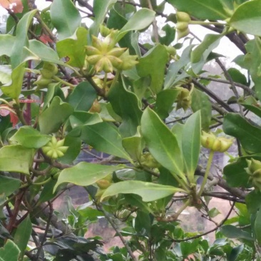 八角树苗,食用八角树苗,广西八角树苗,八角茴香,大料