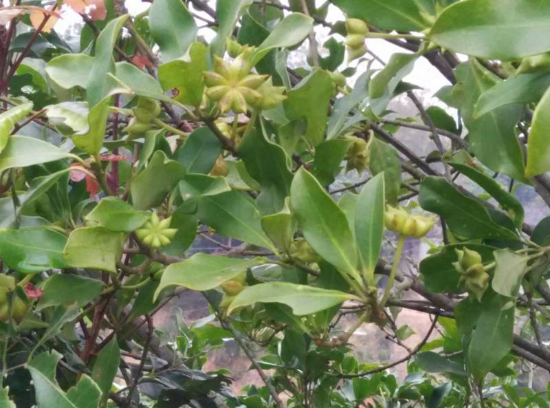 八角树苗，食用八角树苗，广西八角树苗，八角茴香，大料