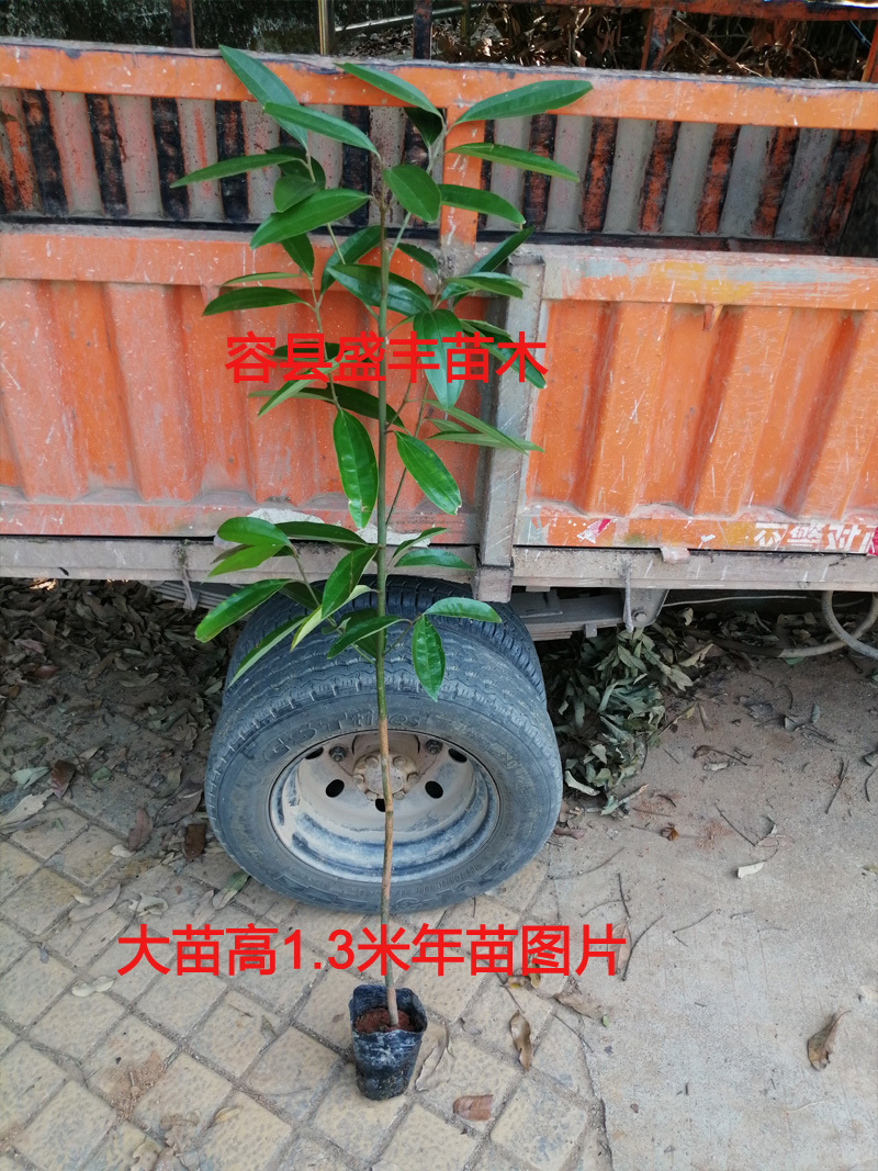 肉桂树苗桂皮树苗食用香料还可药用三年大苗广西产地发货