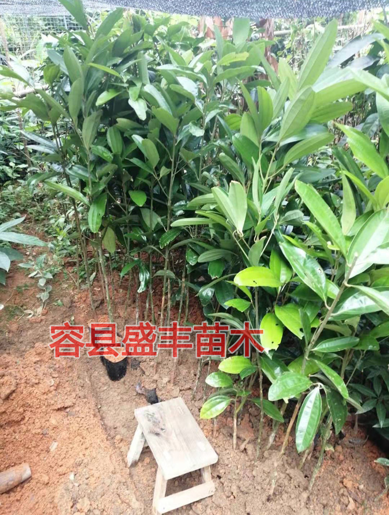 肉桂树苗桂皮树苗食用香料还可药用三年大苗广西产地发货