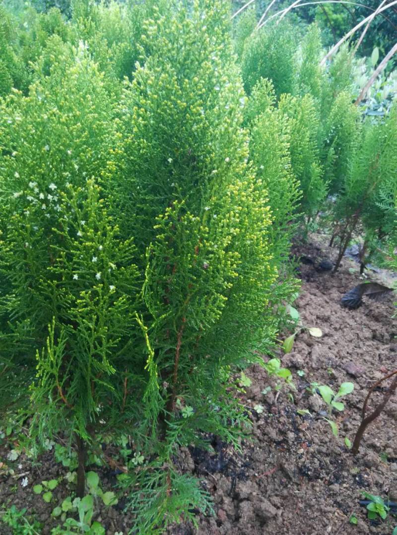 柏枝树苗扁柏喜庆使用柏枝