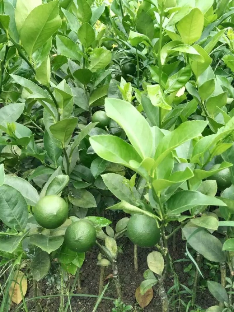 本地土地柠檬树苗嫁接苗果子盐腌烧菜调味