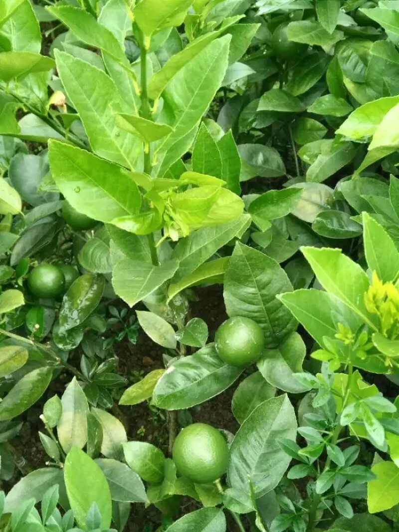 本地土地柠檬树苗嫁接苗果子盐腌烧菜调味