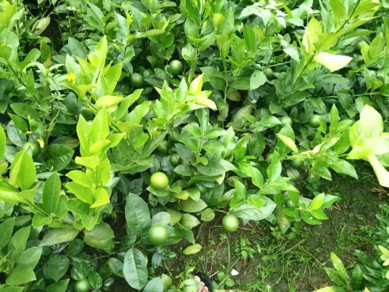本地土地柠檬树苗嫁接苗果子盐腌烧菜调味