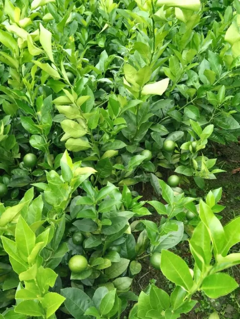 本地土地柠檬树苗嫁接苗果子盐腌烧菜调味