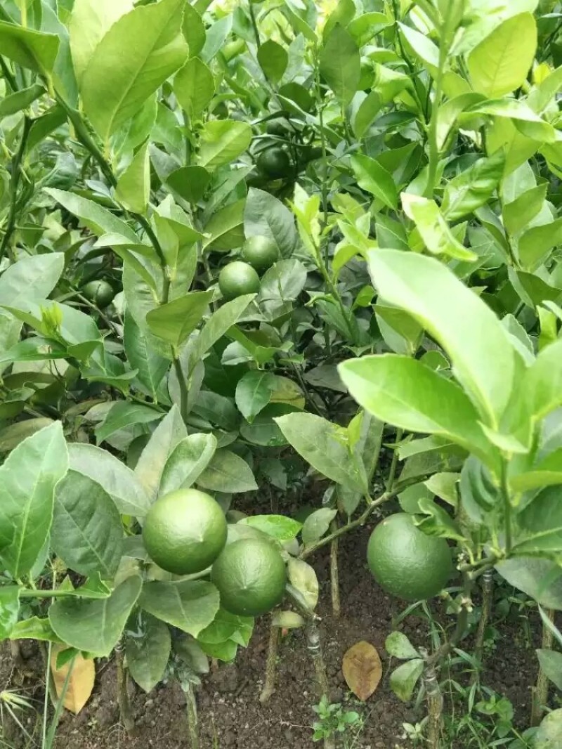 本地土地柠檬树苗嫁接苗果子盐腌烧菜调味