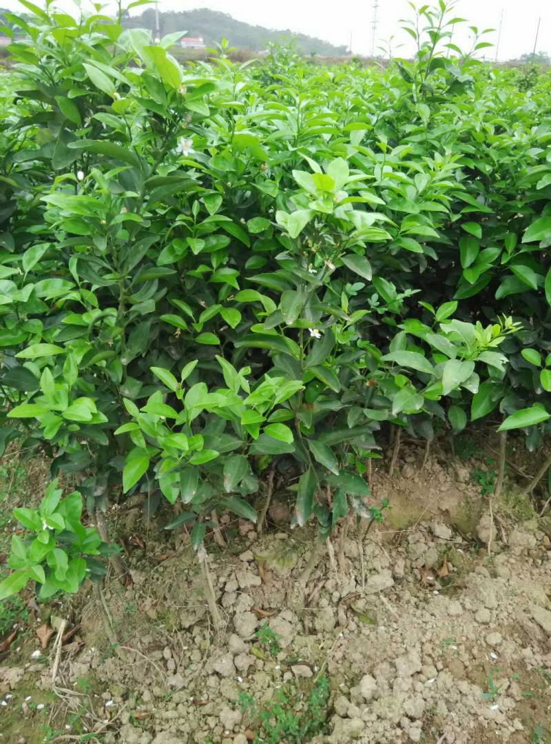 无核砂糖桔树苗嫁接苗四会品种